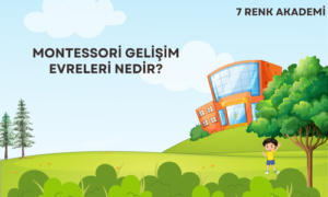 Montessori Gelişim Evreleri Nedir?